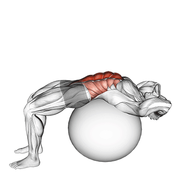 stability ball crunch full range hands behind head