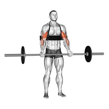 barbell biceps curl with arm blaster