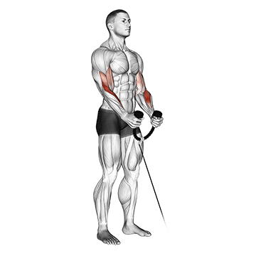 cable hammer curl with rope