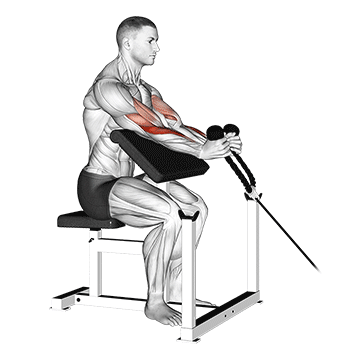 cable rope hammer preacher curl