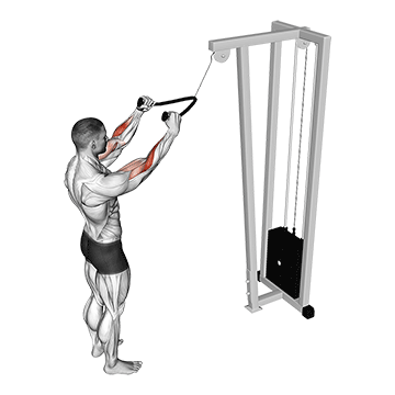 cable standing pulldown with rope