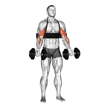 dumbbell alternate biceps curl with arm blaster