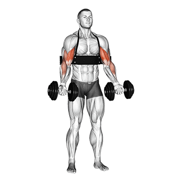 dumbbell biceps curl with arm blaster