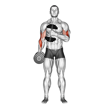 dumbbell cross body hammer curl v2