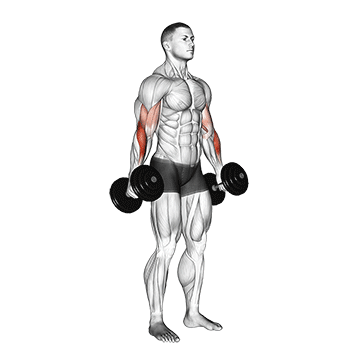 dumbbell hammer curl v2
