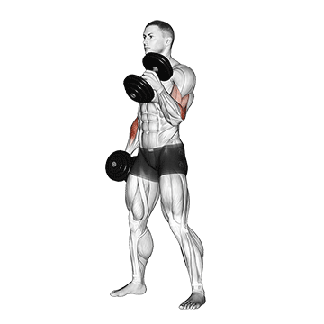 hammer curl