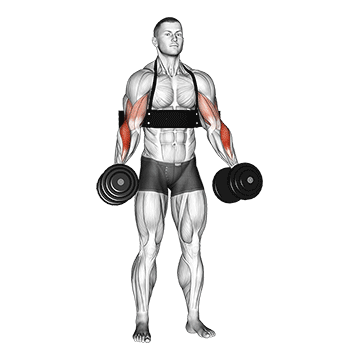 dumbbell hammer curls with arm blaster