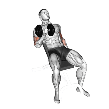 incline dumbbell curl