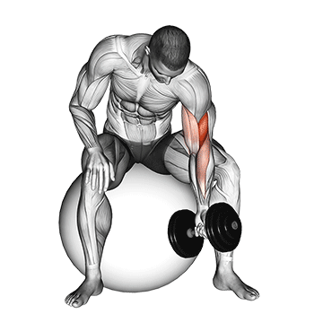 dumbbell one arm concentration curl on stability ball