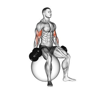 dumbbell seated biceps curl on stability ball