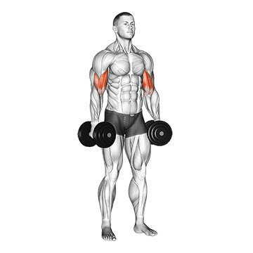 dumbbell standing inner biceps curl v2
