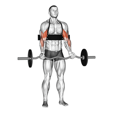 ez bar biceps curl with arm blaster