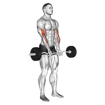 ez barbell close grip curl