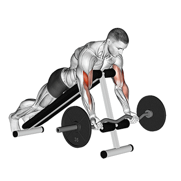 ez barbell spider curl 1628