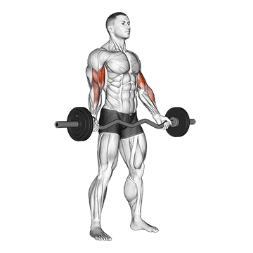 ez barbell standing wide grip biceps curl