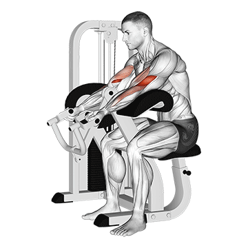lever preacher curl v2