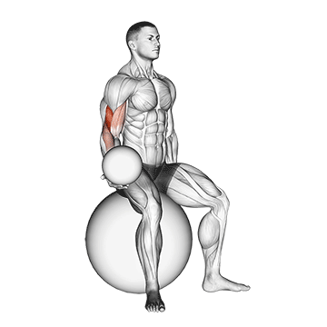 weighted seated bicep curl on stability ball