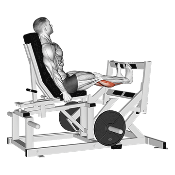 lever calf press