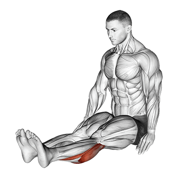 seated calf stretch male