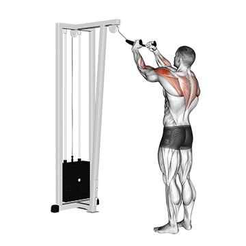 cable rear delt row with rope