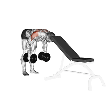 dumbbell rear lateral raise support head
