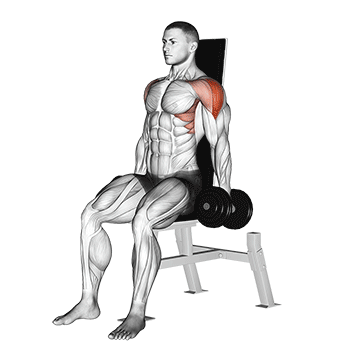 dumbbell seated lateral raise v2