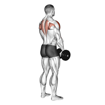 dumbbell upright row back pov
