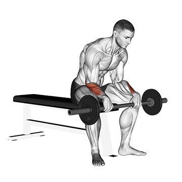 barbell revers wrist curl v2