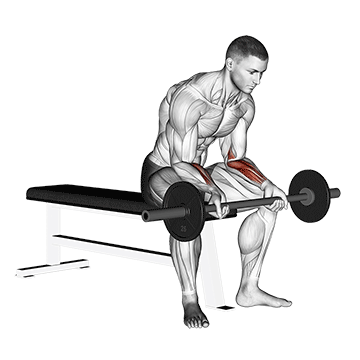 barbell wrist curl v2
