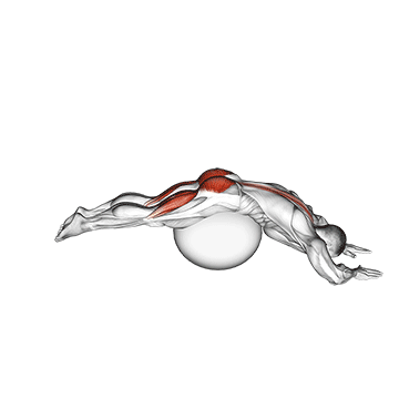 reverse hyper extension on stability ball