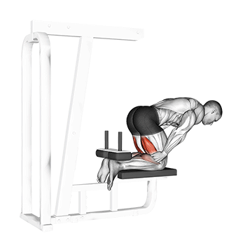 inverse leg curl bench support