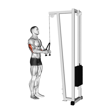 tricep rope pushdown