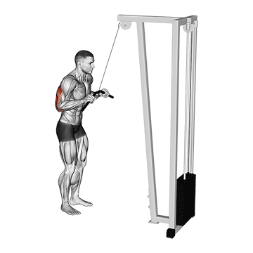 tricep straight bar pushdown
