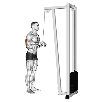 cable triceps pushdown v bar