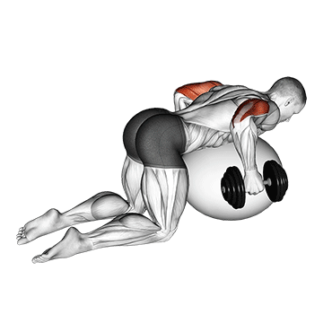 dumbbell kickbacks on exercise ball