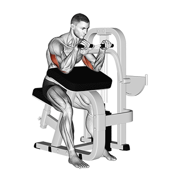 lever triceps extension
