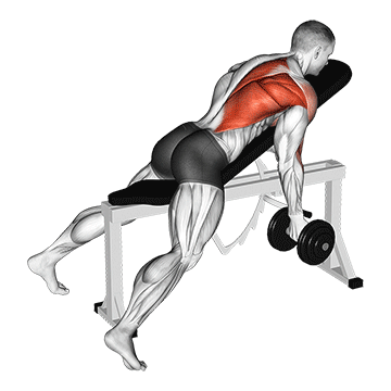 dumbbell reverse grip incline bench one arm row