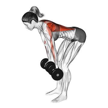 dumbbell reverse grip row female